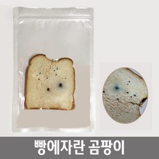 초등학교 곰팡이관찰 과학수업용 식빵에 자란 곰팡이 발명키트 교과준비