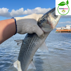 제철 생물 밀치회 필렛 숭어회 가숭어 참숭어 원물 1kg, 1개, 밀치필렛 350g(손질전 1kg 내외)