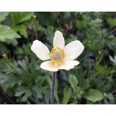 [평창]흰바람꽃 아네모네, 3개