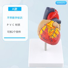 심장모형 실습 해부도 해부 심혈관 확대 인체모형 사람인체 수업 심방 인체구조 내과 의대, B. 기본 심장, 1개