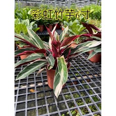 彩虹竹芋6吋盆栽特價優惠中，色彩鮮明易於照料，美化空間淨化空氣, 1個