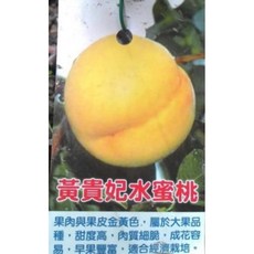 新品種【粉紅黃金蜜桃】嫁接苗盆栽，易於種植，觀賞食用兼具，陽台花園盆栽首選, 黃貴妃水蜜桃