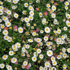 원평소국 9cm 포트 다년생 노지월동 야생화 봄꽃 포트모종 지피식물 봄야생화, 1개