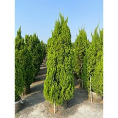 霏霏園藝龍柏老樹 高度200公分以上 寬度30-50公分 庭院造景首選 四季常青, 1個