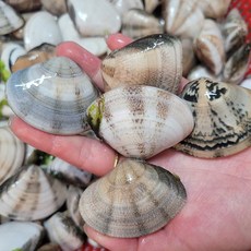 동해 비단조개 해감 째복 생물 백합, 1개, 1kg(45미 내외)