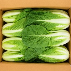 야채삼촌 전라도 얼갈이 배추 약 4kg, 얼갈이 4kg, 1개
