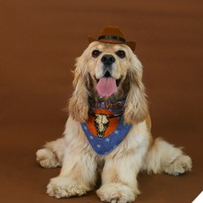 생활속꿀템 고양이소형견용미니모자 아동고양이모자, 브라운