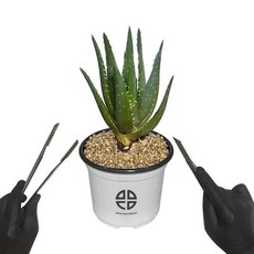 관찰 실험용 알로에 선인장 자르기 실험 키트+동아상사Shop, 빠른배송
