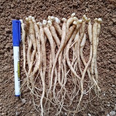 2년근 묘삼 심는 용도 묘삼 종삼 2026년 봄 발아, 40개, 80g