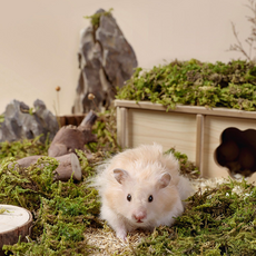 타핏 햄스터베딩 건조이끼 5L, 건조 이끼, 1개