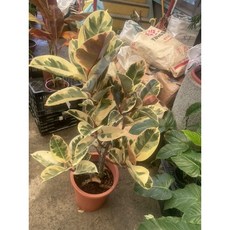 霏霏園藝 雀斑香蕉樹 觀葉植物 居家盆栽