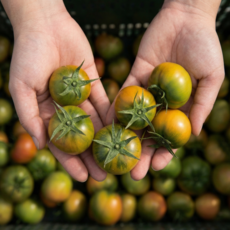 [농장직송] 부산 대저 짭짤이 토마토 정품 특품 로얄과 1kg 2.5kg, 1박스, 1kg (M)