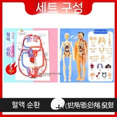 혈액 순환 모델 생물학적 실험 장비 교육 인체 해부학 심혈관 정맥 동맥, 혈액 순환 + 반투명 전신 모델