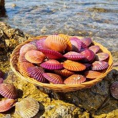 국산 홍가리비 통영 산지직송 당일조업 단풍가리비 1kg, 1