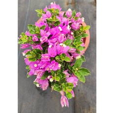 特殊品種7吋大盆金邊紫/小葉金邊水仙子/密集紫花叢九重葛/三角梅盆栽，唯美仙氣，含盆植栽，點綴您的好心情, 1個, 紫