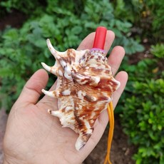 나각 뿔피리 국악기 뿔소라 껍질 고동 뿔나팔 뱃고동, 10-12cm 거미 크기