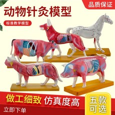 동물 해부 모델 학습용 골격 경혈 침술 개 신체 혈자리, 소, 1개