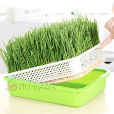 채소 키우기 씨앗 모종 묘목 새싹 새싹재배기 새싹재배용기 보리싹재배기 싹키우기