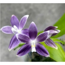 [루반정원] (원종 호접) Phal. tetraspis Luxurious Blue stem prop, 1개