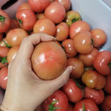 따봉이네과일 단단한 토마토, 5kg, 1박스