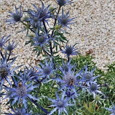 우리화훼종묘 에린지움 뿌리(숙근) - 부르가티, 1개