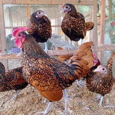 금수남 종란 분양 / 화려한 깃털의 소형 관상닭 / 부화용 유정란 소형닭 애완닭 품종닭 병아리 부화용알, 16개