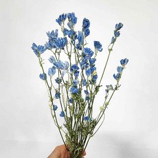 미니꽃다발 드라이플라워 델피늄 블루 핑크 말린꽃