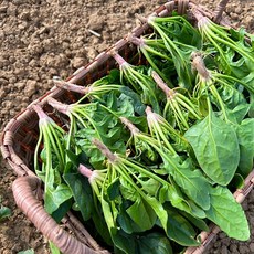 산지직송 국내산 무안 시금치, 1박스, 1kg