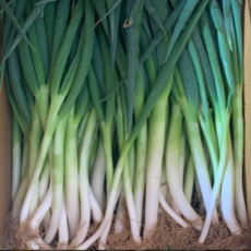 25년 수확 싱싱한 국내산 산지직송 대파 3kg 5kg 흙대파 진도 노지대파 대파김치 파, 1개