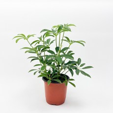 글라스가든 홍콩야자 소품 관엽 수경재배 수중 실내공기정화 키우기 쉬운 식물 키우기, 1개