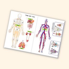 (수담스토어) 인체 골격계 종이도면 순환계 내부장기 모형 18 8cm 10장