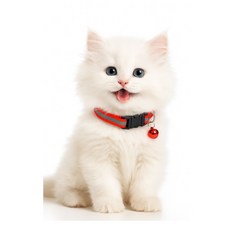 엘뉴본 고양이 방울 목걸이 야광, 1개, 리얼레드