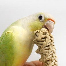 꽈배기 등나무 앵무새장난감, 1개, 갈색