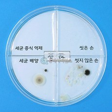 (SA) 세균 배양과 증식 억제 실험하기(4인)