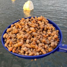 싱싱햇 통영 생물 횟감 오만둥이 오만동이, 1세트