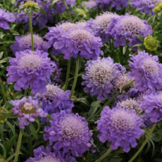 다년초사랑농원 스카비오사 블루 (2포트묶음) [어린모종 노지월동 다년초 다년생 야생화 꽃모종 봄꽃], 2개