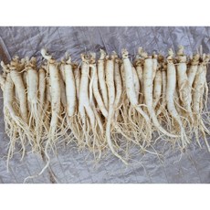 6년근 영업용삼계탕 6년근 1000g(55-75뿌리) 풍기인삼도매전시장 현대만석인삼사, 1kg, 1개