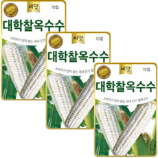 대학찰옥수수씨앗 (70립x3) 맛좋은 옥수수 연농1호 씨앗 종자, 3개
