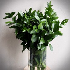 러브액츄얼리플라워 오래가는 루스커스 유스커스 생화 소재 셀프 꽃꽂이 화병꽂이, 1개, 10줄기