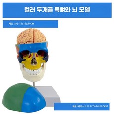 두개골 모형 머리뼈 해골 뇌 해부학 분리 교구 인체 사람, 1개, 컬러 두개골 목뼈 및 뇌