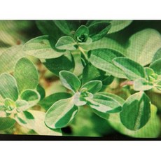 油性小蒼蘭花精油100ml分裝罐 - 法國產花香精油, 1個