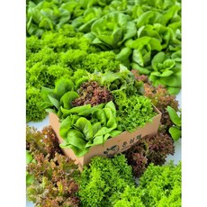 아쿠아포닉스 친환경 유럽 샐러드 채소 600g 1kg, 1개