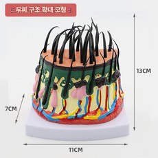 두피 모형 모낭 미용 조직 확대 피부구조 단면 병원 인체 피부과