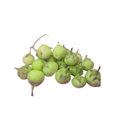 베트남 가지 1kg/ca phao /아시아 농장 송소희, 1kg, 1개