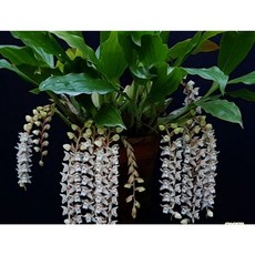 [신라난농원]Pholidota Chinensis.폴리도다 치넨시스.특대품.꽃이 포도송이같이핍니다.동그란모양벌브.흰색꽃.아주좋은향.건강함.고급종.인기상품., 1개