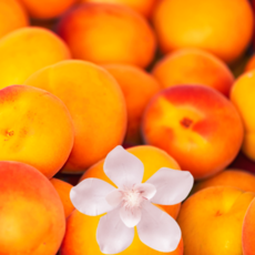 무농약 살구 (전환기 유기농) 매실과 임산부 살구잼 주스용 산지직송 1kg 2kg 4kg, 1개, 무농약 살구 2kg