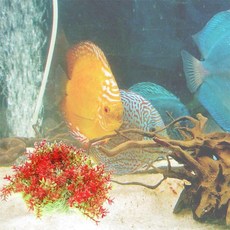 빨강 은신처 수초 수초꾸미기 꽃 인조 어항꾸미기 tin*7395Lh