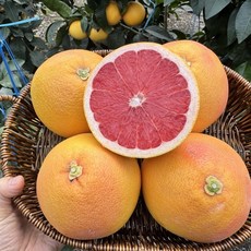 [제니네 제철과일] 산지직송 제주 스타루비 자몽 제철 4월, 1개, 중대과 1.5kg