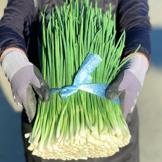 싱싱한 국산 쪽파 1단, 1개, 기장깐쪽파(750g)