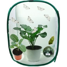 생물농장 배추흰나비한살이(사육망)-흰나비알화분+애벌레+번데기(사육망)